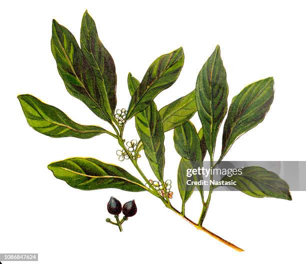 laurus nobilis (lorbeer, echter lorbeer, sweet bay grecian lorbeer) - lorbeer stock-grafiken, -clipart, -cartoons und -symbole