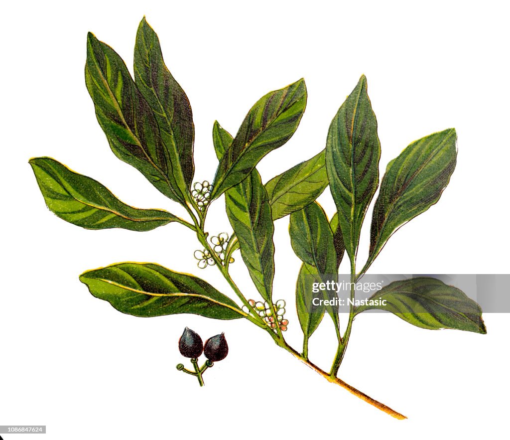Laurus nobilis (bay laurel, sweet bay, true laurel, Grecian laurel)