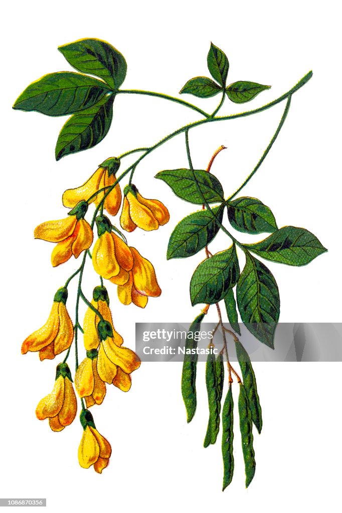 Laburnum anagyroides, the common laburnum, golden chain or golden rain