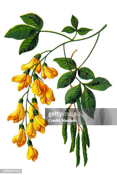 laburnum anagyroides, the common laburnum, golden chain or golden rain - laburnum stock illustrations