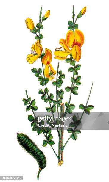 cytisus scoparius, the common broom or scotch broom - scotch broom stock illustrations