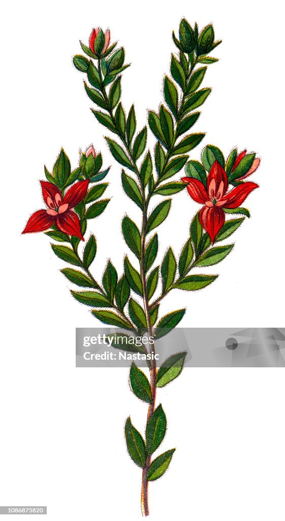 Rhatany Krameria Triandra Is Also Called Rhatany Root High-Res Vector Graphic ...