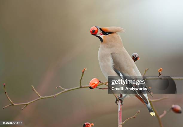 boheemse pestvogels zitstokken op een dogrose - dierlijke migratie stockfoto's en -beelden