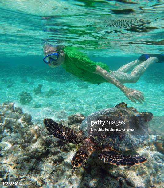 senior man snorkelling with sea turtle in maldivian lagoon - hawksbill turtle stock pictures, royalty-free photos & images