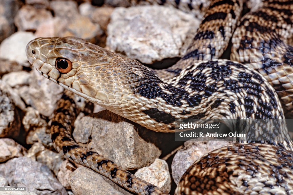 Bullsnake