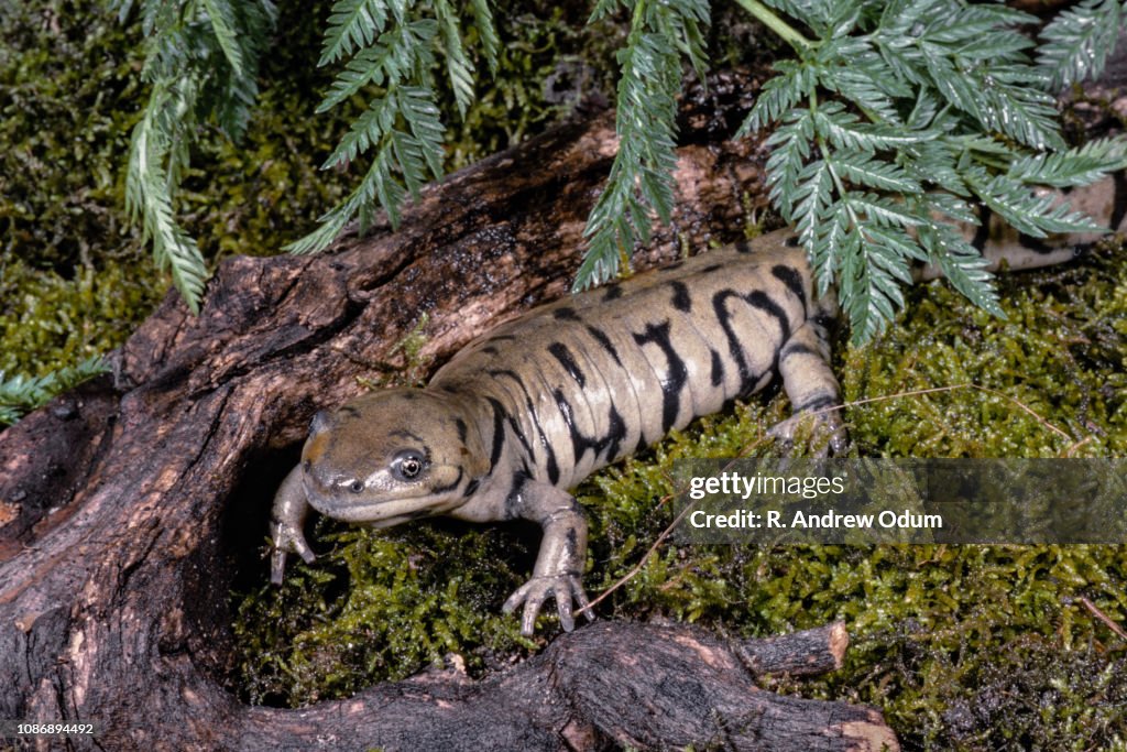 Easter tiger salamander