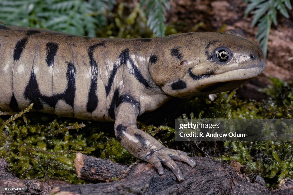 Easter tiger salamander