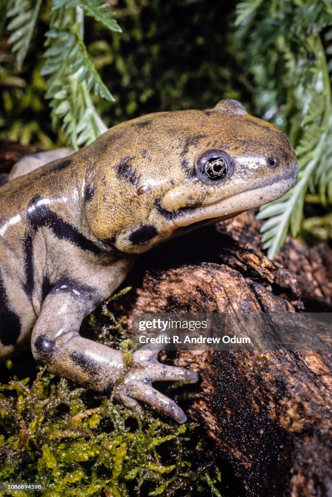 Easter tiger salamander
