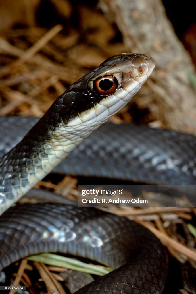 Southern black racer