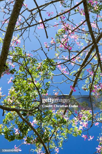 silk floss tree in south america - baobab fruit stock-fotos und bilder