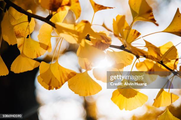 sun flare through yellow autumn ginkgo leaves - ginkgo stock pictures, royalty-free photos & images