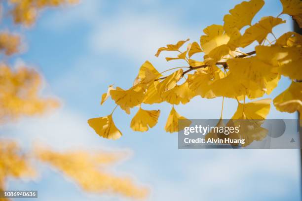 yellow ginkgo leaves with blue sky background at " showa kinen memorial park " in autumn, japan - japanischer garten stock-fotos und bilder