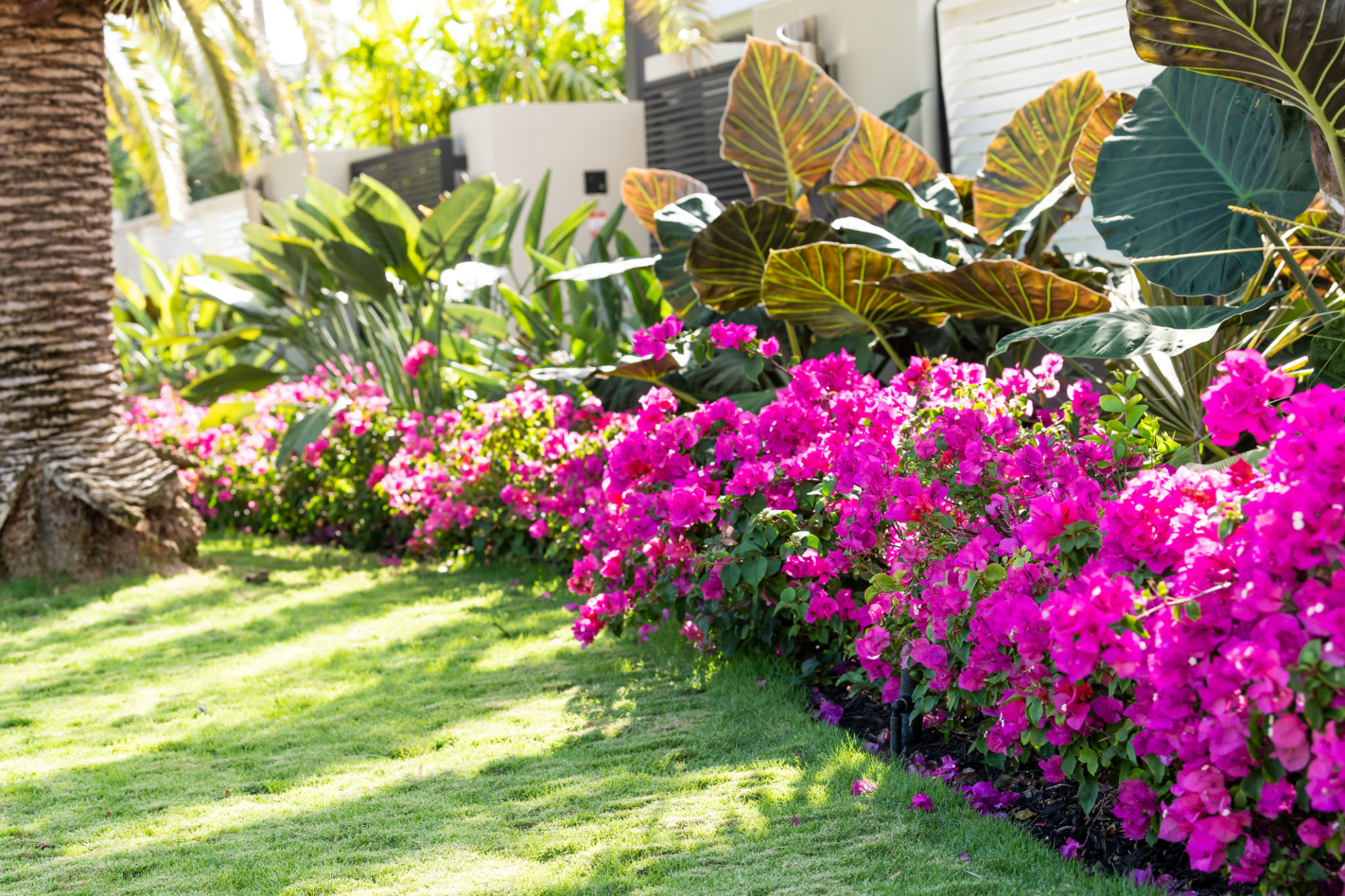 florida garden