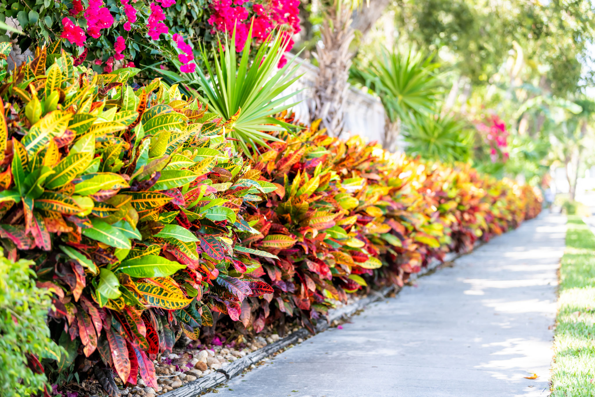 tropical garden