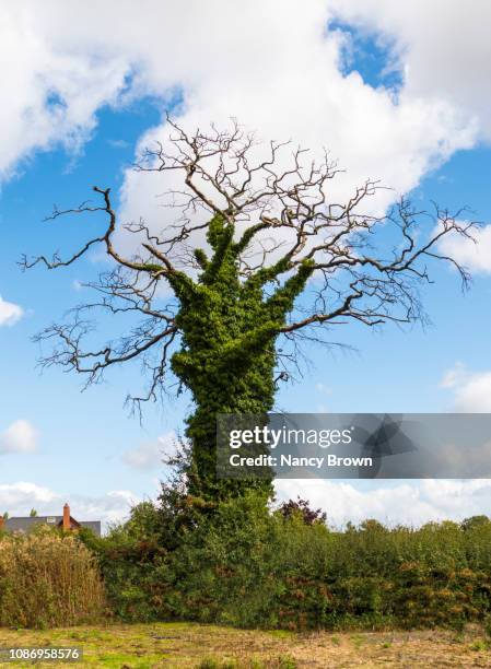 English Oak Tree Photos and Premium High Res Pictures - Getty Images