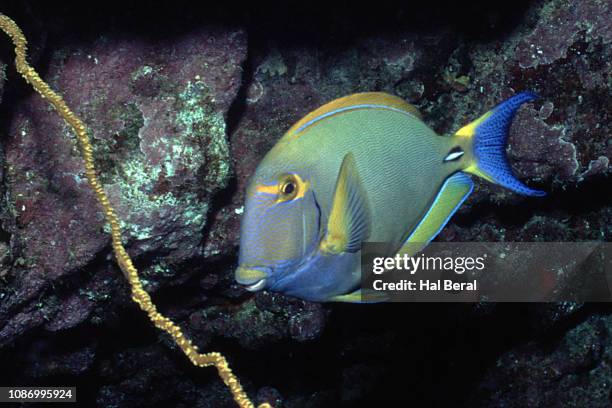 Surgeryfish Surgeonfish Photos and Premium High Res Pictures - Getty Images