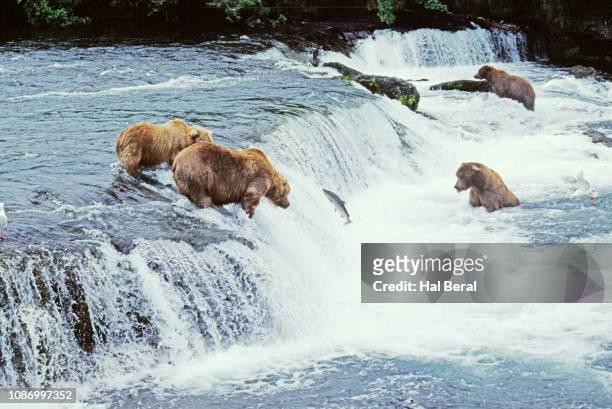 Brown (Grizzly) Bears at a waterfall fishing for Salmon