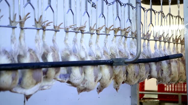 136 Chicken Processing Plants Stock Videos, Footage, & 4K Video Clips ...