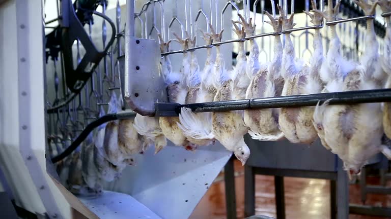Image Processed Stringy Chicken 133 Chicken Processing Plants Stock Videos, Footage, & 4K Video Clips ...