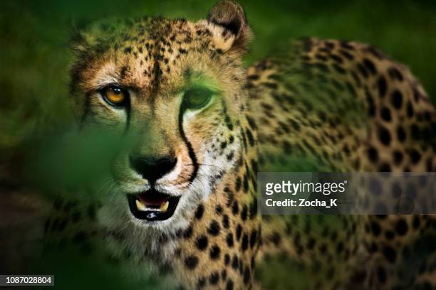 retrato de guepardo caza en hierba alta - fauna silvestre fotografías e imágenes de stock