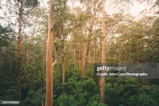 pemberton forrest - margaret river australia photos et images de collection