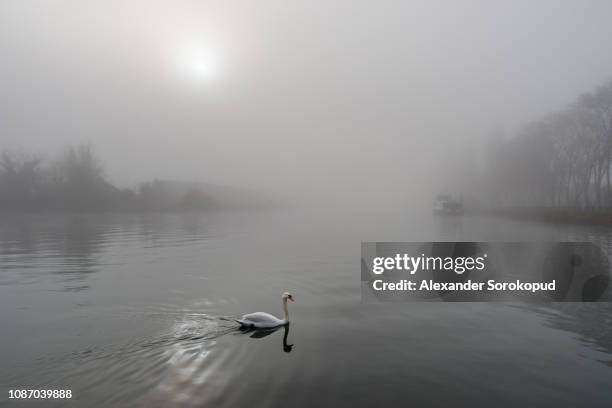 white swan in the fog over the river, winter day. nature in the city. - strasbourg winter stock pictures, royalty-free photos & images