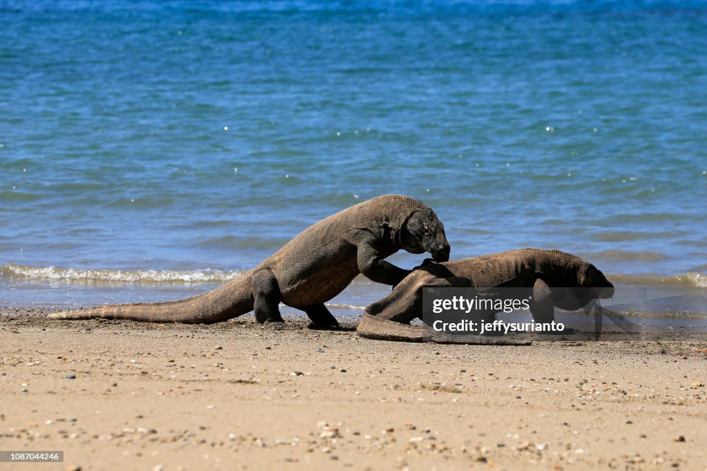 Two komodo dragons on beach, Komodo Island, East Nusa Tenggara, Indonesia