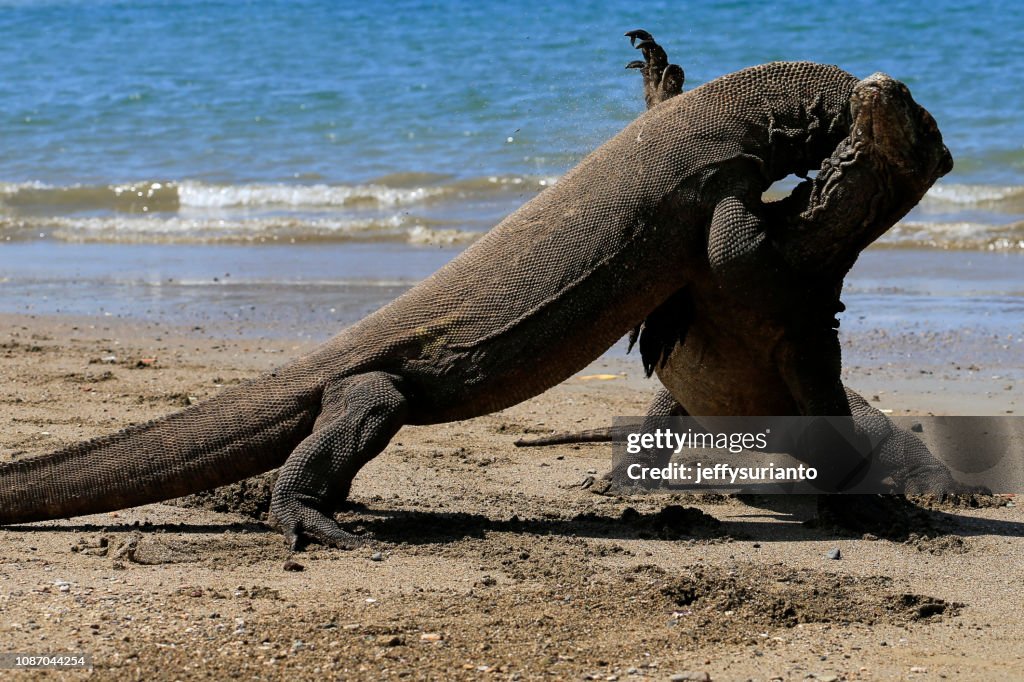 Two komodo dragons on beach, Komodo Island, East Nusa Tenggara, Indonesia