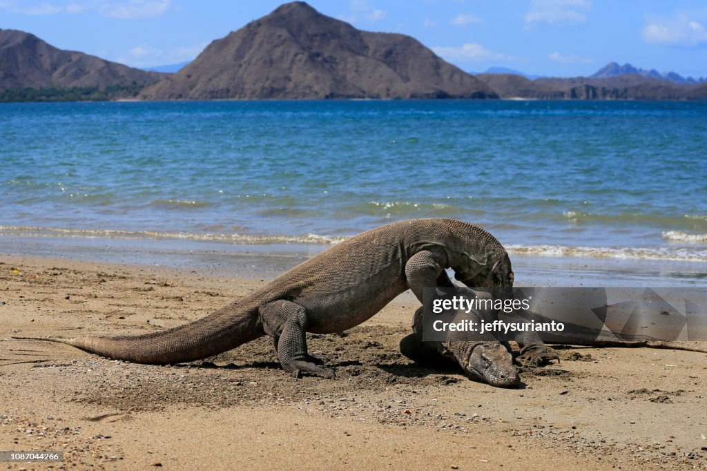 Two komodo dragons on beach, Komodo Island, East Nusa Tenggara, Indonesia
