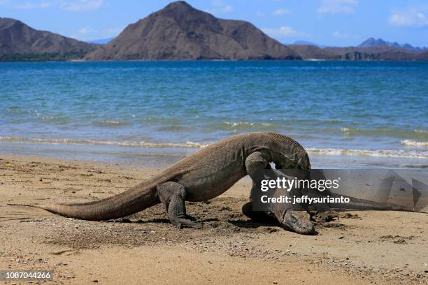 Two Komodo Dragons On Beach Komodo Island East Nusa Tenggara Indonesia High-Res Stock Photo