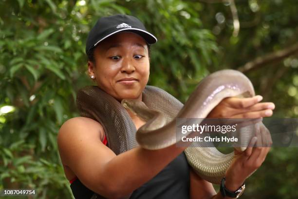 Naomi Osaka poses with an Olive Python ahead of the 2019 Brisbane International at Lone Pine Koala Sanctuary on December 27, 2018 in Brisbane,...