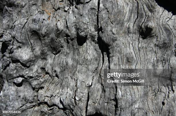 weathered dead eucalyptus tree trunk - dry rot stock pictures, royalty-free photos & images