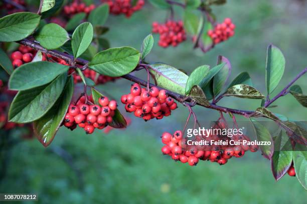 rowan fruits at crescent city, california, usa - rowan tree stock pictures, royalty-free photos & images
