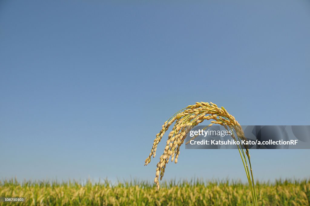 Rice crop, Saitama Prefecture, Honshu, Japan