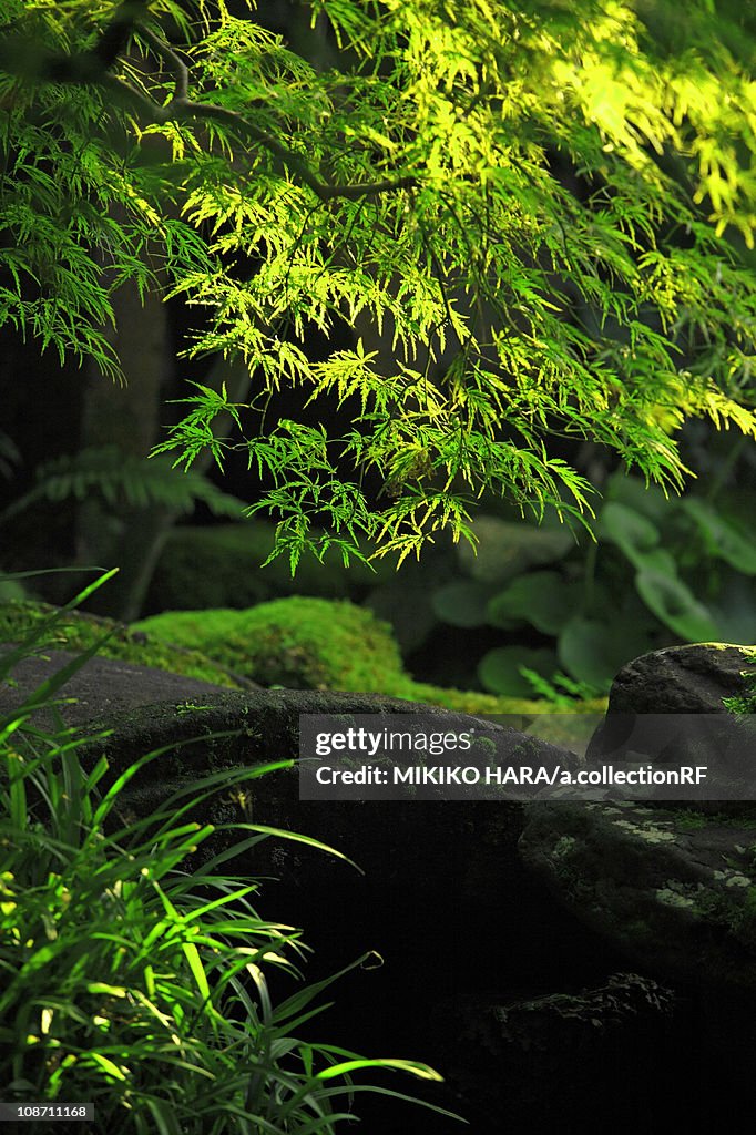 Japanese garden, Kanazawa City, Ishikawa Prefecture, Honshu, Japan