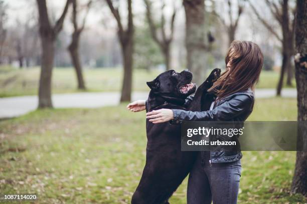 woman and neapolitan mastiff pet dog - dog mid air stock pictures, royalty-free photos & images