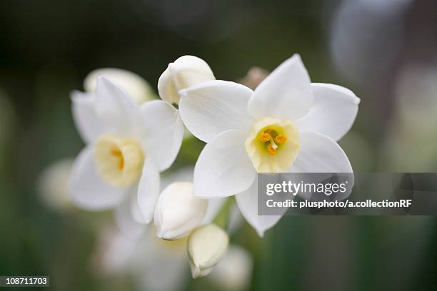 daffodil - plusphoto stock pictures, royalty-free photos & images