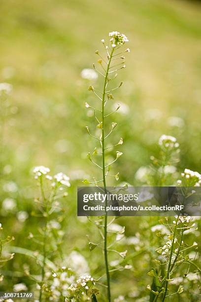 capsella bursa-pastoris (shepherd's-purse), kanagawa prefecture, honshu, japan - plusphoto stock pictures, royalty-free photos & images