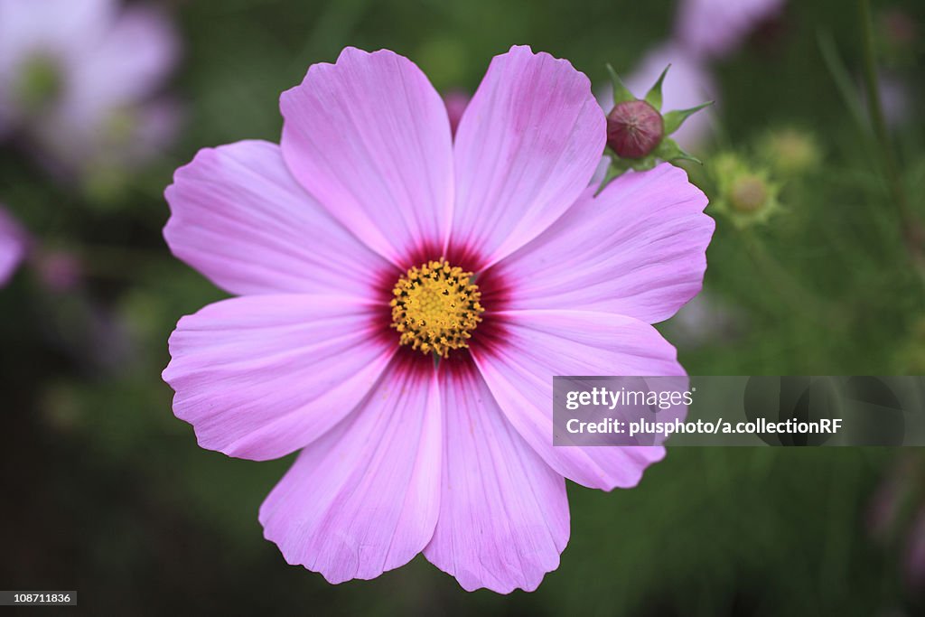 Close-up of cosmos flowers