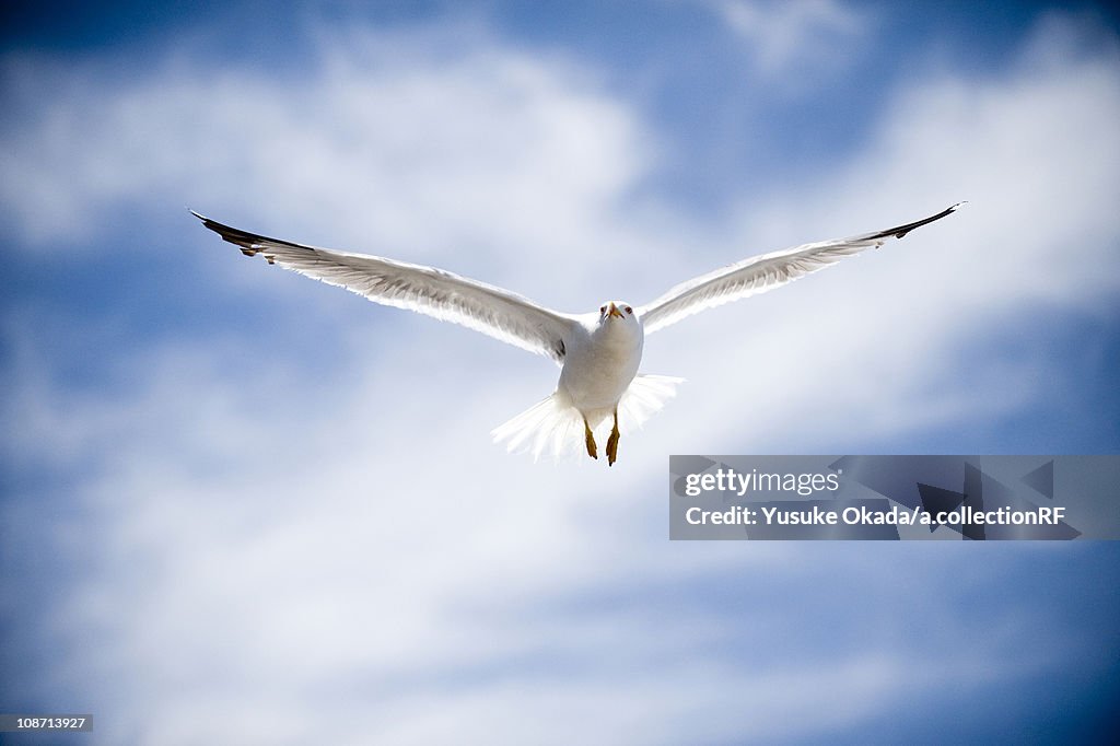 Seagull flying, Morocco
