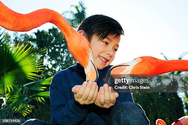 young boy feeding flamingos - habitat bird florida stock pictures, royalty-free photos & images