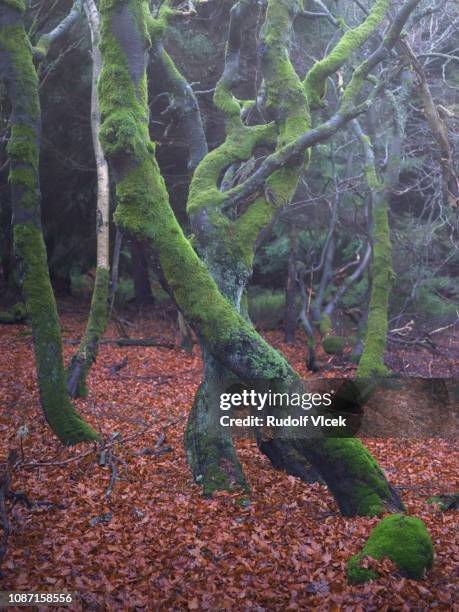 dreamy tranquil autumn beech forest scene - riesengebirge stock-fotos und bilder