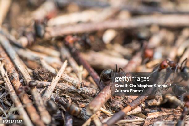 close-upof carpenter ants - ant hill stock pictures, royalty-free photos & images