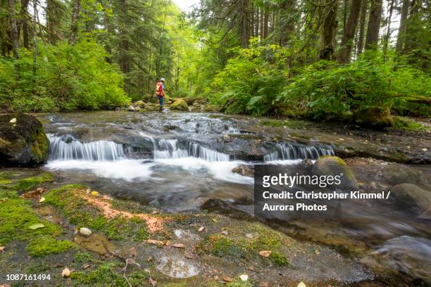 biologist conducting stream survey, maple ridge, british columbia, canada - looking over cliff stock pictures, royalty-free photos & images