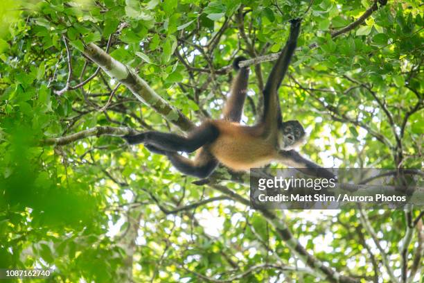 azuerospider monkey(atelesgeoffroyiazuerensis), azueropeninsula, lossantos province, panama - macaco aranha - fotografias e filmes do acervo