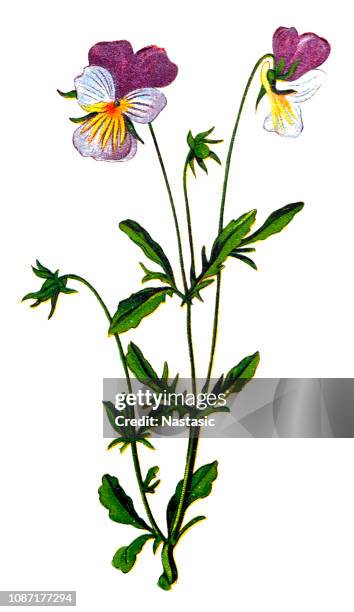 illustration of a viola tricolor, also known as johnny jump up , heartsease, heart's ease, heart's delight, tickle-my-fancy, jack-jump-up-and-kiss-me, come-and-cuddle-me, three faces in a hood, or love-in-idleness - pansy stock illustrations