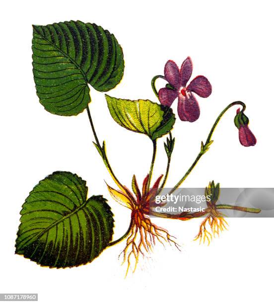 viola odorata is commonly known as wood violet, sweet violet, english violet, common violet, florist's violet, or garden violet - pansy stock illustrations