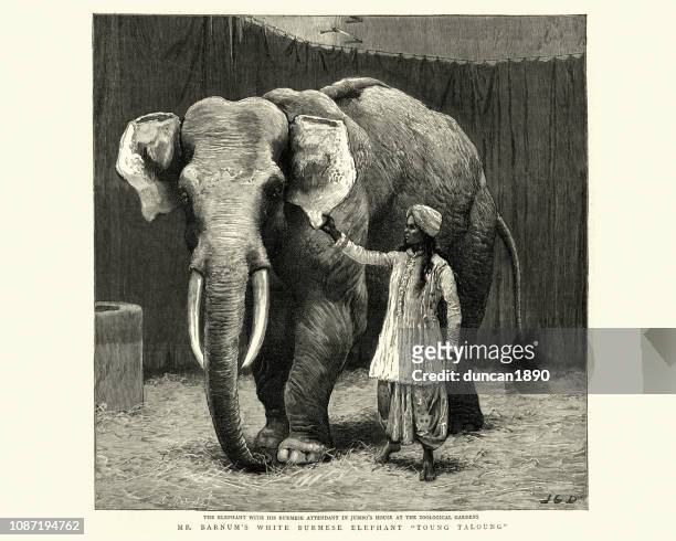 バーナムのビルマの白象ヤング-taloung、1884 - リージェンツパーク点のイラスト素材／クリップアート素材／マンガ素材／アイコン素材