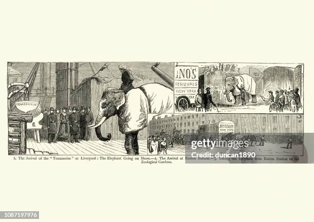 ilustraciones, imágenes clip art, dibujos animados e iconos de stock de birmano elefante blanco de barnum, que llegan a inglaterra, 1884 - pt barnum