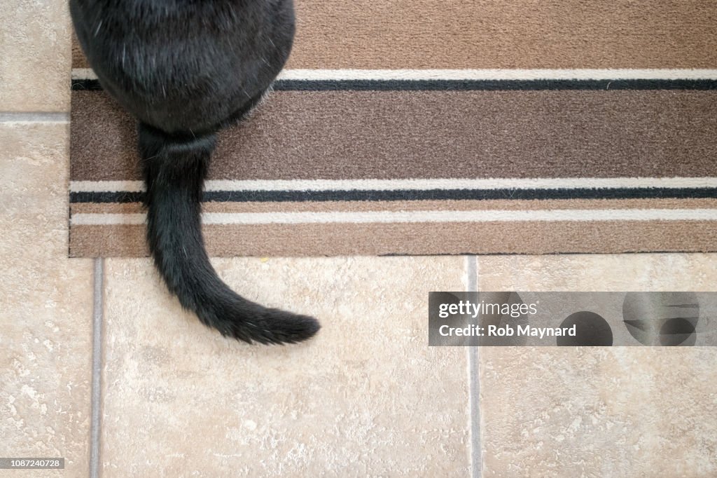 Cat's black tail